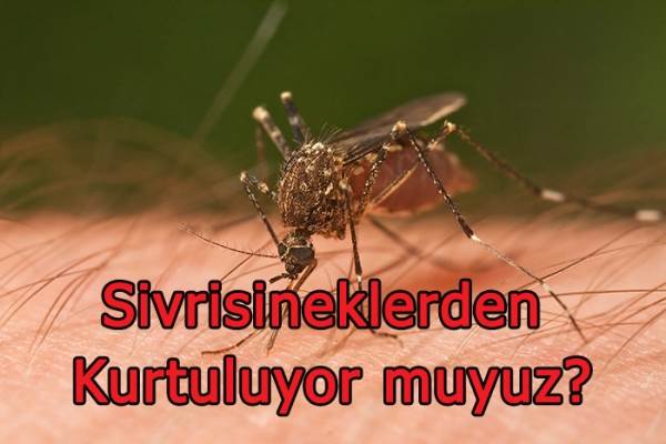 Sivrisineklerden Kurtulmak İçin Bilim Adamlarının Çok İyi Bir Fikri Var