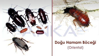 Doğu (Oriental) Hamam Böceği