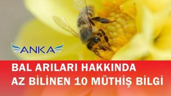 Bal Arıları Hakkında Az Bilinen 10 M&uuml;thiş Bilgi