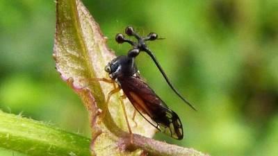 Brazilian Treehopper