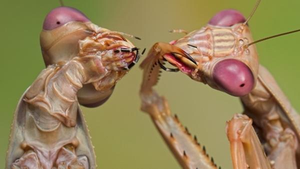 B&ouml;cek Fotoğraf&ccedil;ılığı