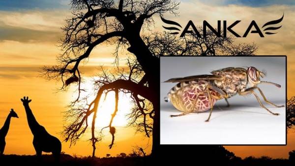 Yılbaşı Tatilini Afrikada Ge&ccedil;iriyorsanız, Bu B&ouml;ceğe Dikkat