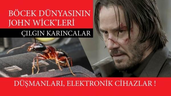 &Ccedil;ılgın Karıncalar