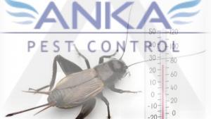 Cırcır b&ouml;ceği