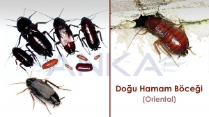 Doğu (Oriental) Hamam Böceği