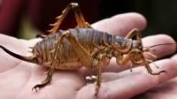 Dev Weta