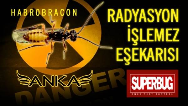 Radyasyon İşlemez Eşekarısı, Habrobracon