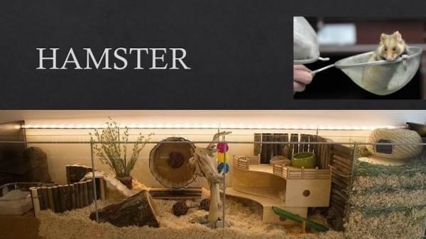 Hamster