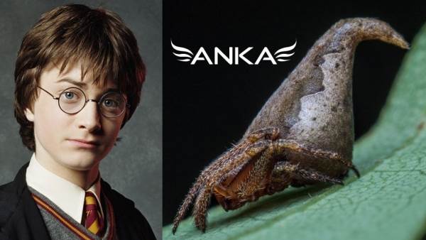 Harry Potter'ın &Ouml;r&uuml;mceği