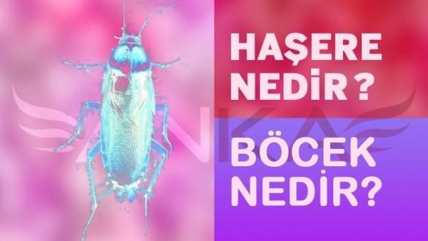 Haşere Nedir? B&ouml;cek Nedir?