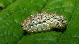  Jewel Caterpillar