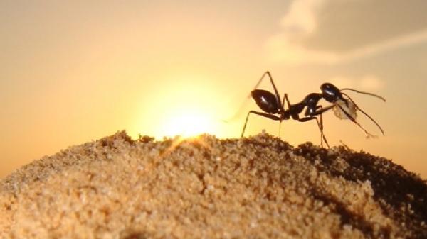 Karınca İlaçlaması