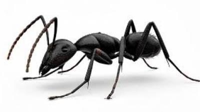 Karınca