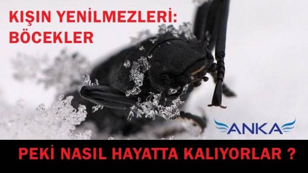 Kışın Yenilmezleri; B&ouml;cekler