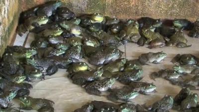 yataginizdaki canavarlar tahta kurulari canavarlar tahini bocek yataginizdaki canavarlar tahta kurulari canavarlar tahini bocek
