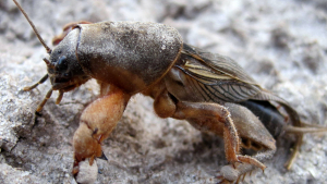 Danaburnu b&ouml;ceği