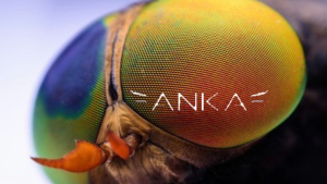 Sinek G&ouml;r&uuml;ş&uuml;