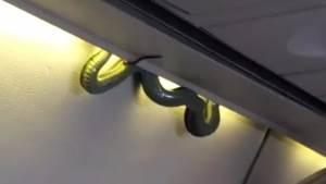 U&ccedil;akta yılan