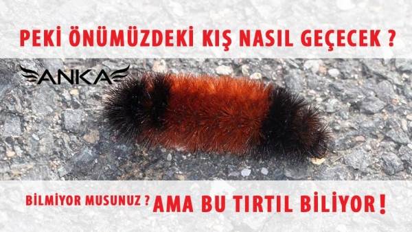 Y&uuml;nl&uuml; Ayı Tırtılı