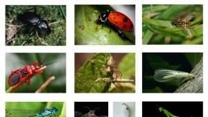 Yararlı B&ouml;cekler