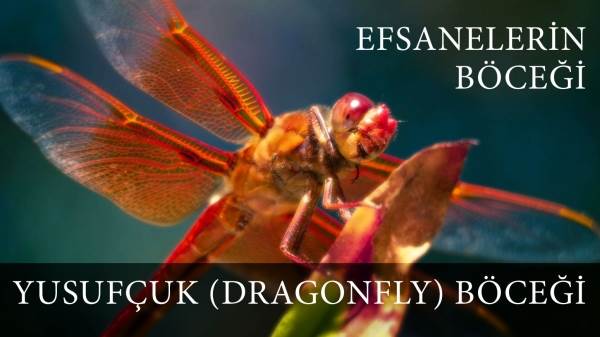 Yusuf&ccedil;uk (Dragonfly) B&ouml;ceği