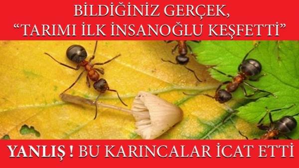 Ziraat&ccedil;ı Karıncalar