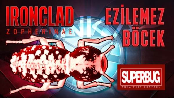Ezilemez B&ouml;cek, IRONCLAD ZOPHERINAE