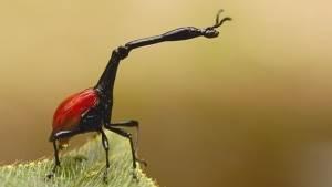 Z&uuml;rafa B&ouml;ceği